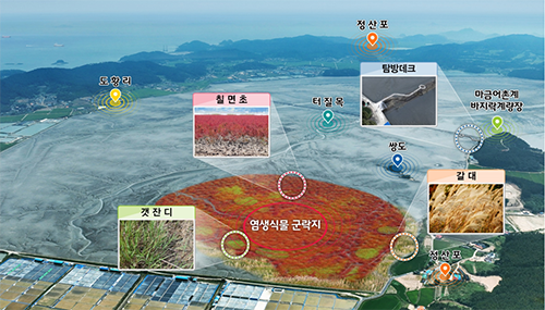 태안군 근소만 갯벌식생 복원사업(공사)